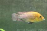 Nichols' cichlid