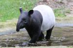 Malayan tapir