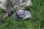 Arctic fox