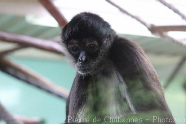 Central American spider monkey