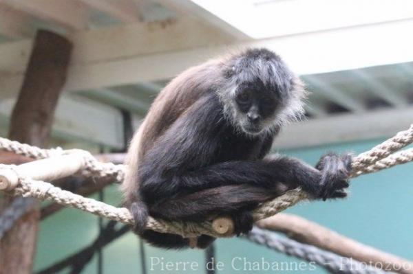 Central American spider monkey