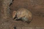 Southern three-banded armadillo