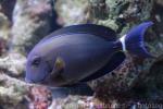 Palelipped surgeonfish