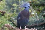 Victoria crowned-pigeon