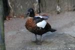 Australian shelduck