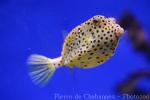 Yellow boxfish