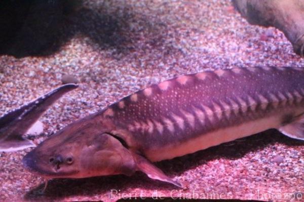 Adriatic sturgeon