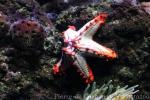 Red knobbed sea-star