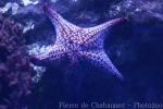 Panamic cushion star