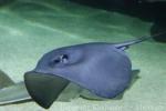 Pelagic stingray