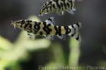 Golden zebra loach