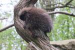 North American porcupine