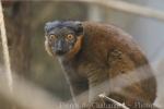 Collared brown lemur