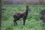 Siberian musk-deer