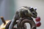 Himalayan striped squirrel