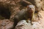 Common dwarf mongoose