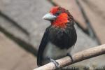 Brown-breasted barbet