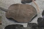 Porcupine river stingray