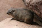 Rock hyrax