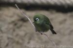 African montane white-eye