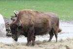 Wood bison