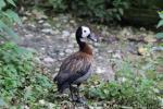 White-faced whistling-duck