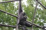 Silvery gibbon