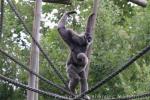 Silvery gibbon