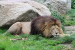 East African lion