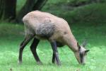 Apennine chamois