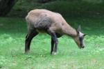 Apennine chamois