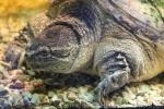 Common snapping turtle