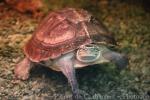 South-east Asian box turtle