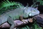 Green iguana