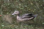 Madagascar teal