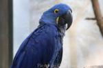 Hyacinth macaw