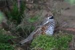 Hazel grouse