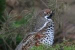 Hazel grouse