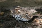 Ruffed grouse