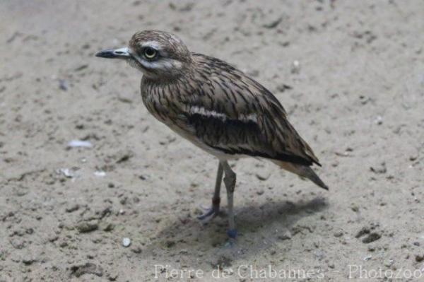 Eurasian thick-knee