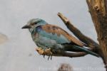 European roller