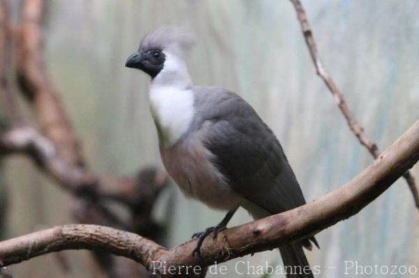 Bare-faced go-away bird