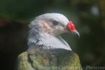 Red-knobbed imperial-pigeon