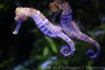 Longsnout seahorse