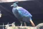 Himalayan monal