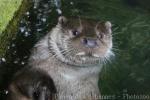 Eurasian otter