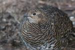 Black grouse