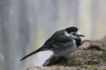 White wagtail