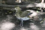 European golden-plover