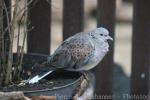 European turtle-dove